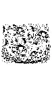 piranha.webp