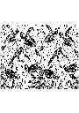 Turtle.webp